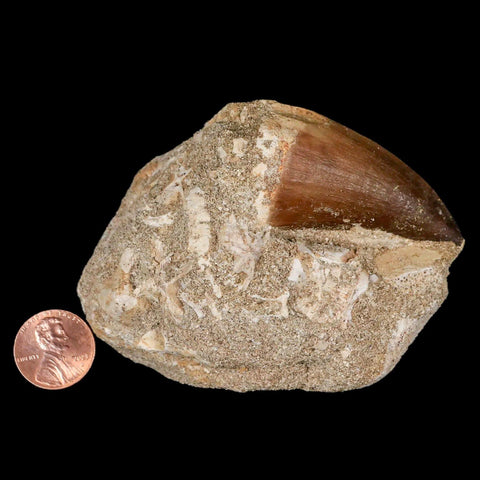 XL 2.2" Mosasaur Prognathodon Fossil Tooth In Matrix Cretaceous Dinosaur Era COA - Fossil Age Minerals