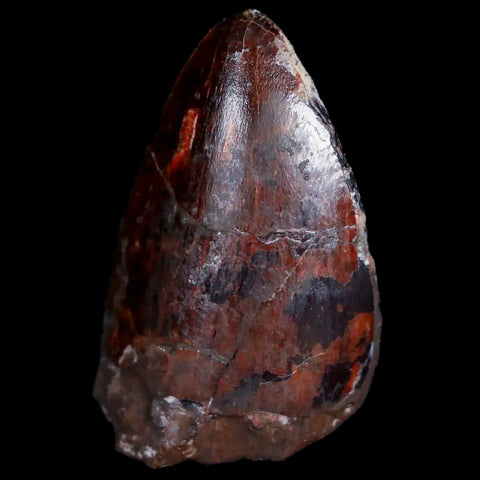 XL 1.3" Phytosaur Fossil Tooth Triassic Age Archosaur Redonda FM New Mexico COA - Fossil Age Minerals