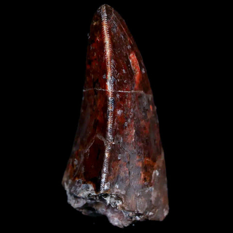 XL 1.3" Phytosaur Fossil Tooth Triassic Age Archosaur Redonda FM New Mexico COA - Fossil Age Minerals