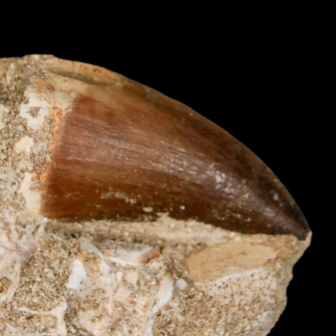 XL 2.2" Mosasaur Prognathodon Fossil Tooth In Matrix Cretaceous Dinosaur Era COA - Fossil Age Minerals