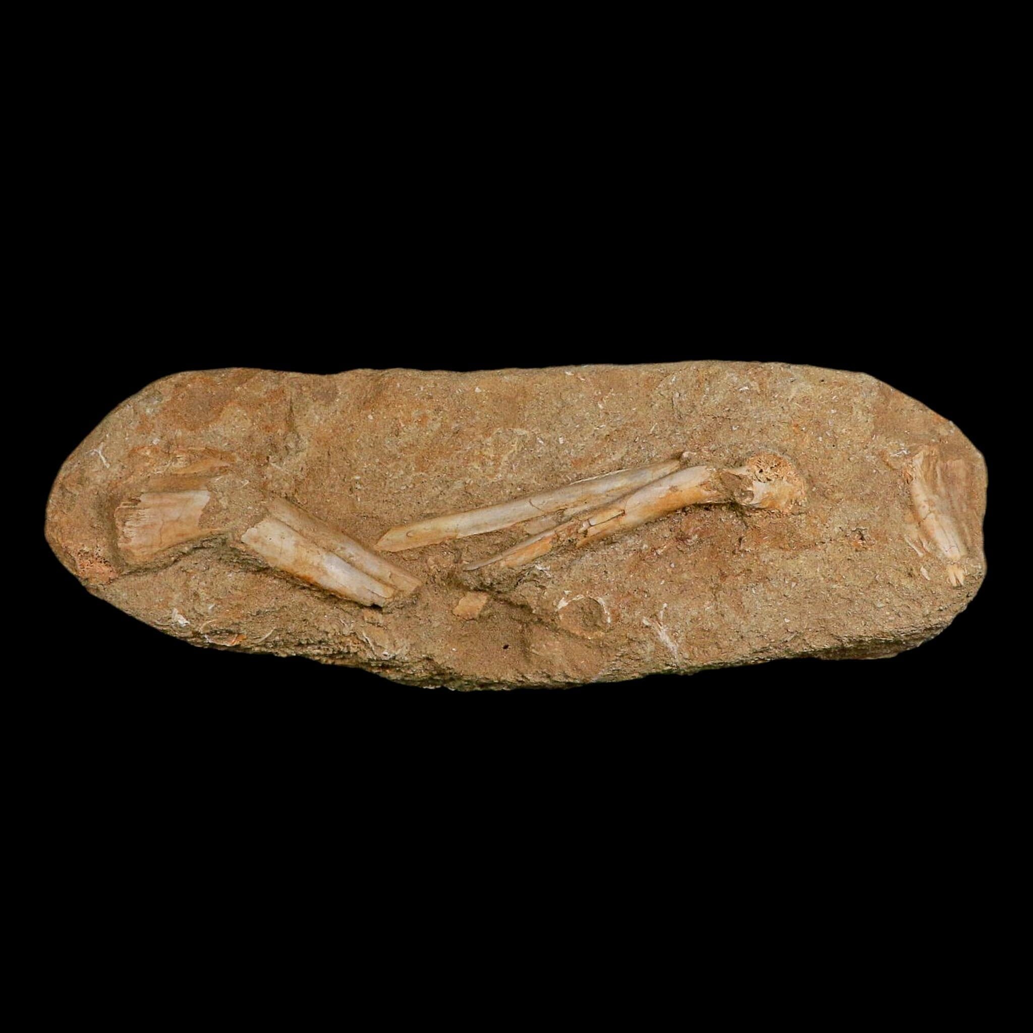 9" Pterosaur Tethydraco Regalis Fossil Bone Upper Cretaceous Morocco Stand COA