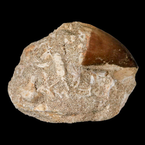 XL 2.2" Mosasaur Prognathodon Fossil Tooth In Matrix Cretaceous Dinosaur Era COA - Fossil Age Minerals