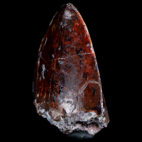 XL 1.3" Phytosaur Fossil Tooth Triassic Age Archosaur Redonda FM New Mexico COA - Fossil Age Minerals