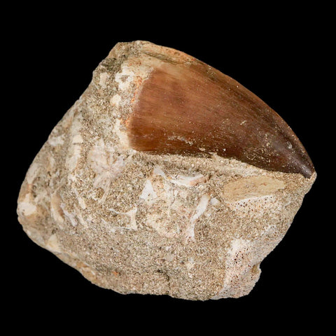 XL 2.2" Mosasaur Prognathodon Fossil Tooth In Matrix Cretaceous Dinosaur Era COA - Fossil Age Minerals