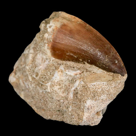 XL 2.2" Mosasaur Prognathodon Fossil Tooth In Matrix Cretaceous Dinosaur Era COA - Fossil Age Minerals