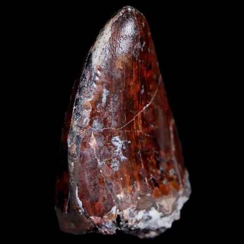 XL 1.3" Phytosaur Fossil Tooth Triassic Age Archosaur Redonda FM New Mexico COA - Fossil Age Minerals