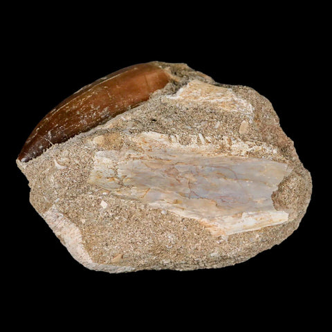 XL 2.2" Mosasaur Prognathodon Fossil Tooth In Matrix Cretaceous Dinosaur Era COA - Fossil Age Minerals