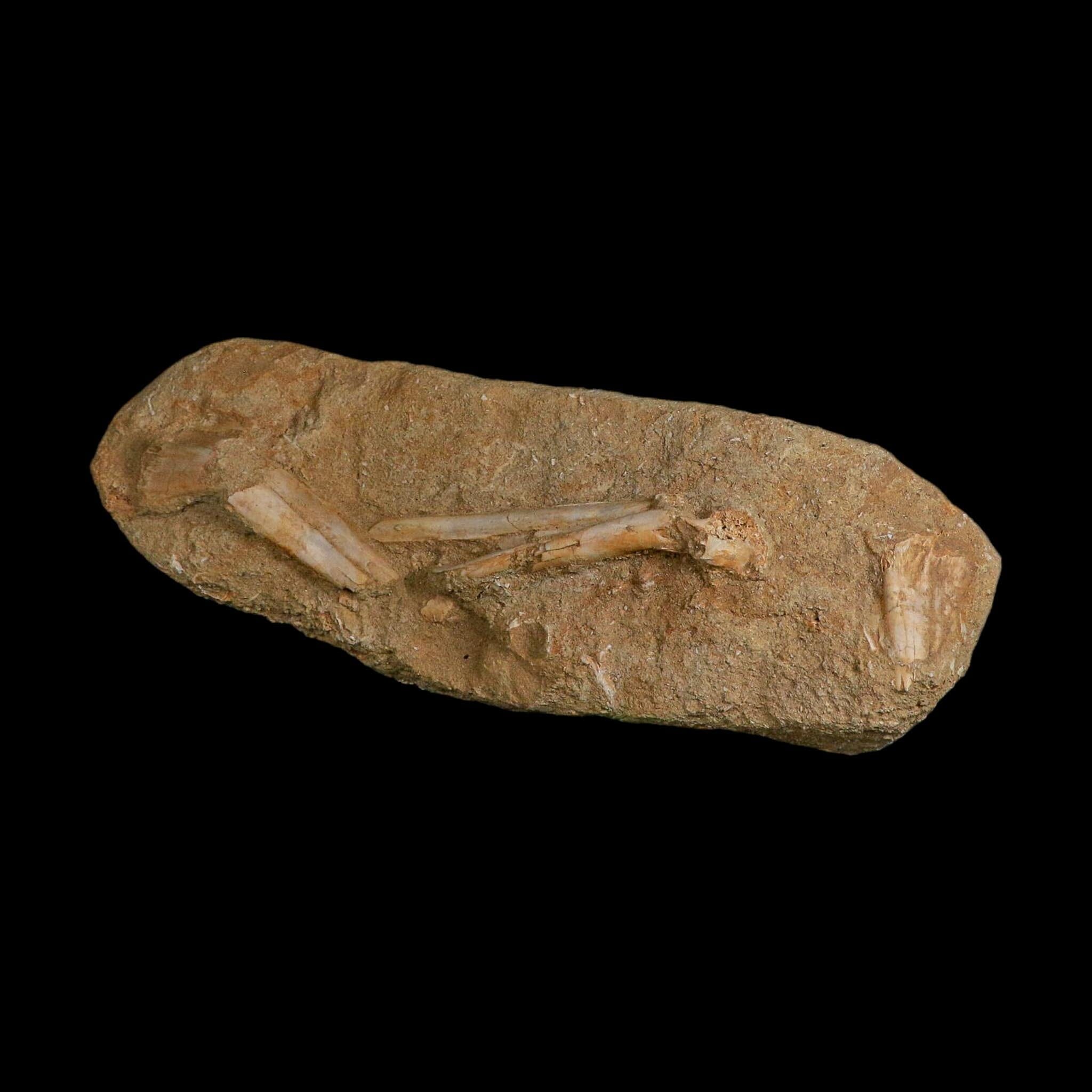 9" Pterosaur Tethydraco Regalis Fossil Bone Upper Cretaceous Morocco Stand COA