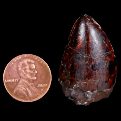 XL 1.3" Phytosaur Fossil Tooth Triassic Age Archosaur Redonda FM New Mexico COA - Fossil Age Minerals