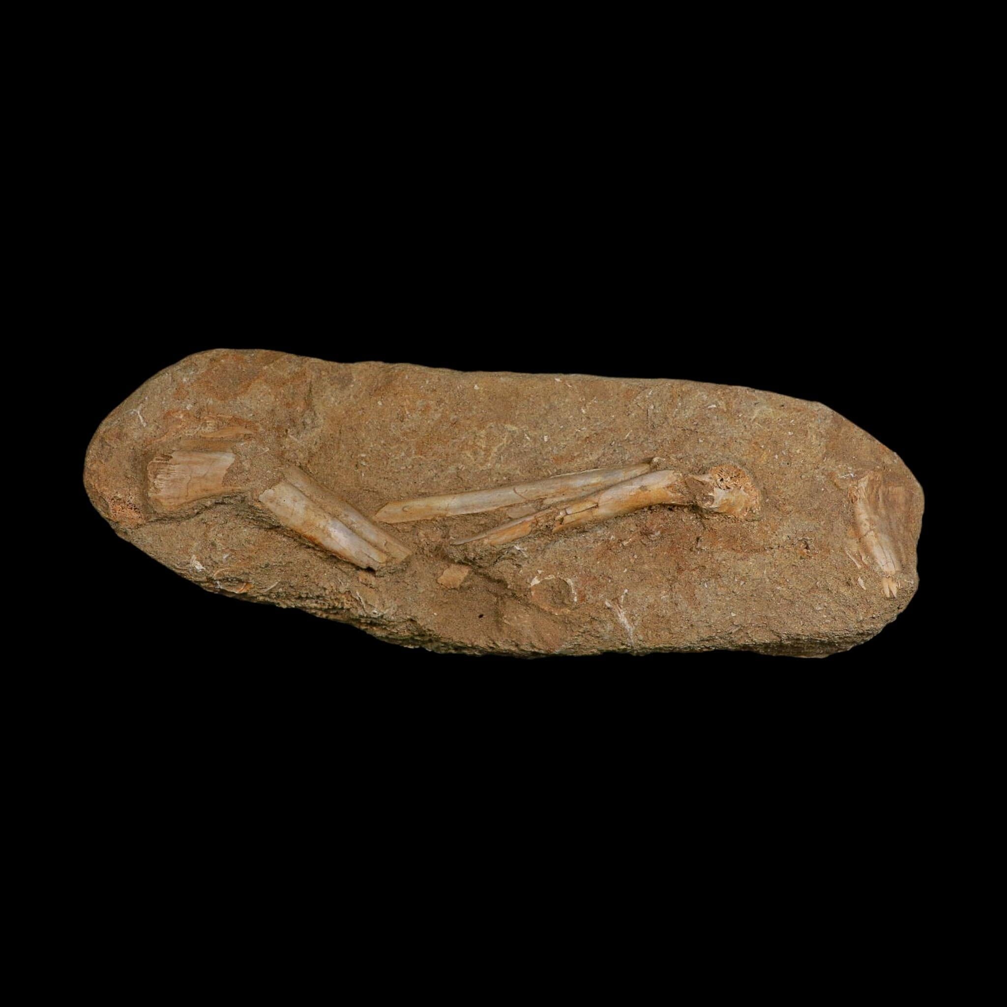 9" Pterosaur Tethydraco Regalis Fossil Bone Upper Cretaceous Morocco Stand COA