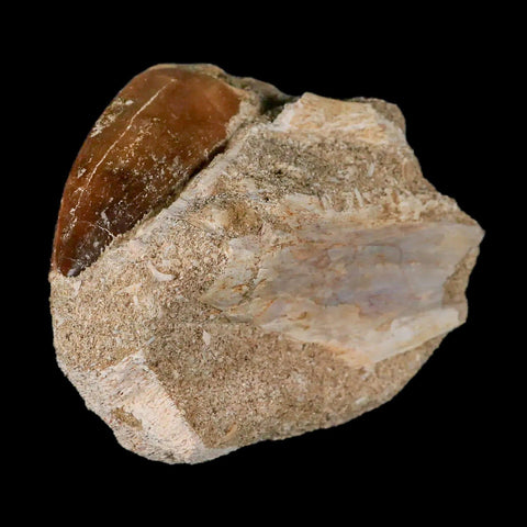 XL 2.2" Mosasaur Prognathodon Fossil Tooth In Matrix Cretaceous Dinosaur Era COA - Fossil Age Minerals