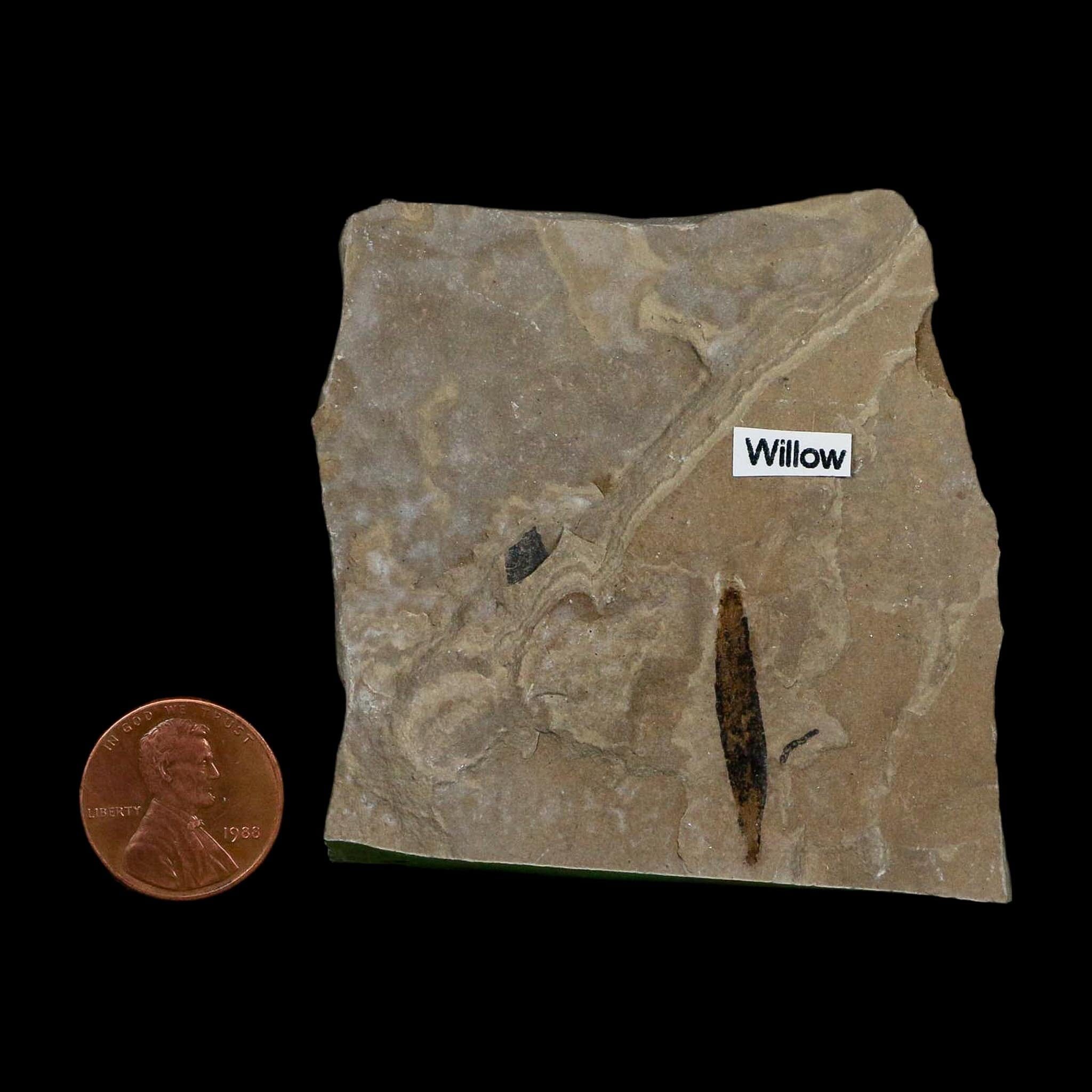 1" Detailed Salix Cockerelli Willow Fossil Plant Leaf Green River FM Eocene Age Utah - Fossil Age Minerals