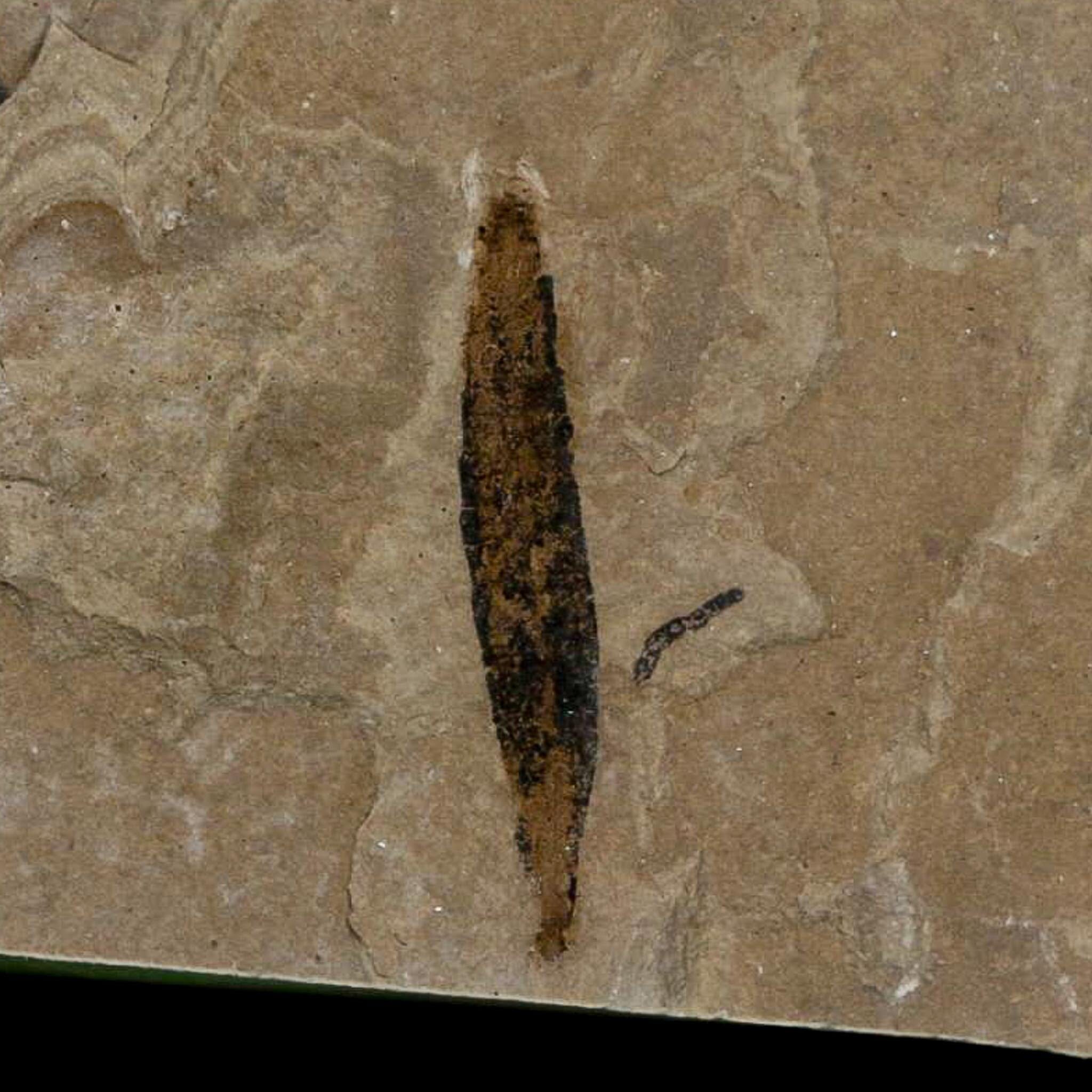 1" Detailed Salix Cockerelli Willow Fossil Plant Leaf Green River FM Eocene Age Utah - Fossil Age Minerals