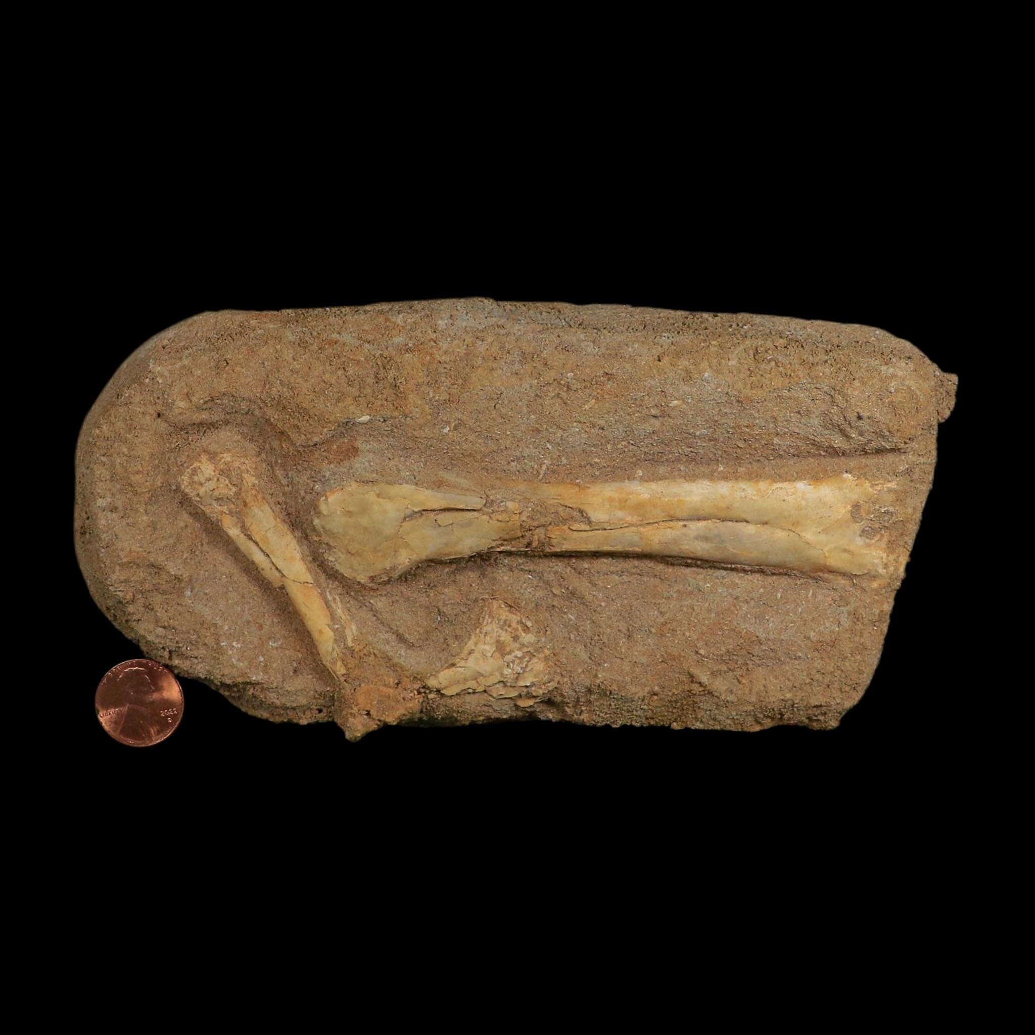 Pterosaur Tethydraco Regalis Fossil Bones Upper Cretaceous Morocco Stand COA