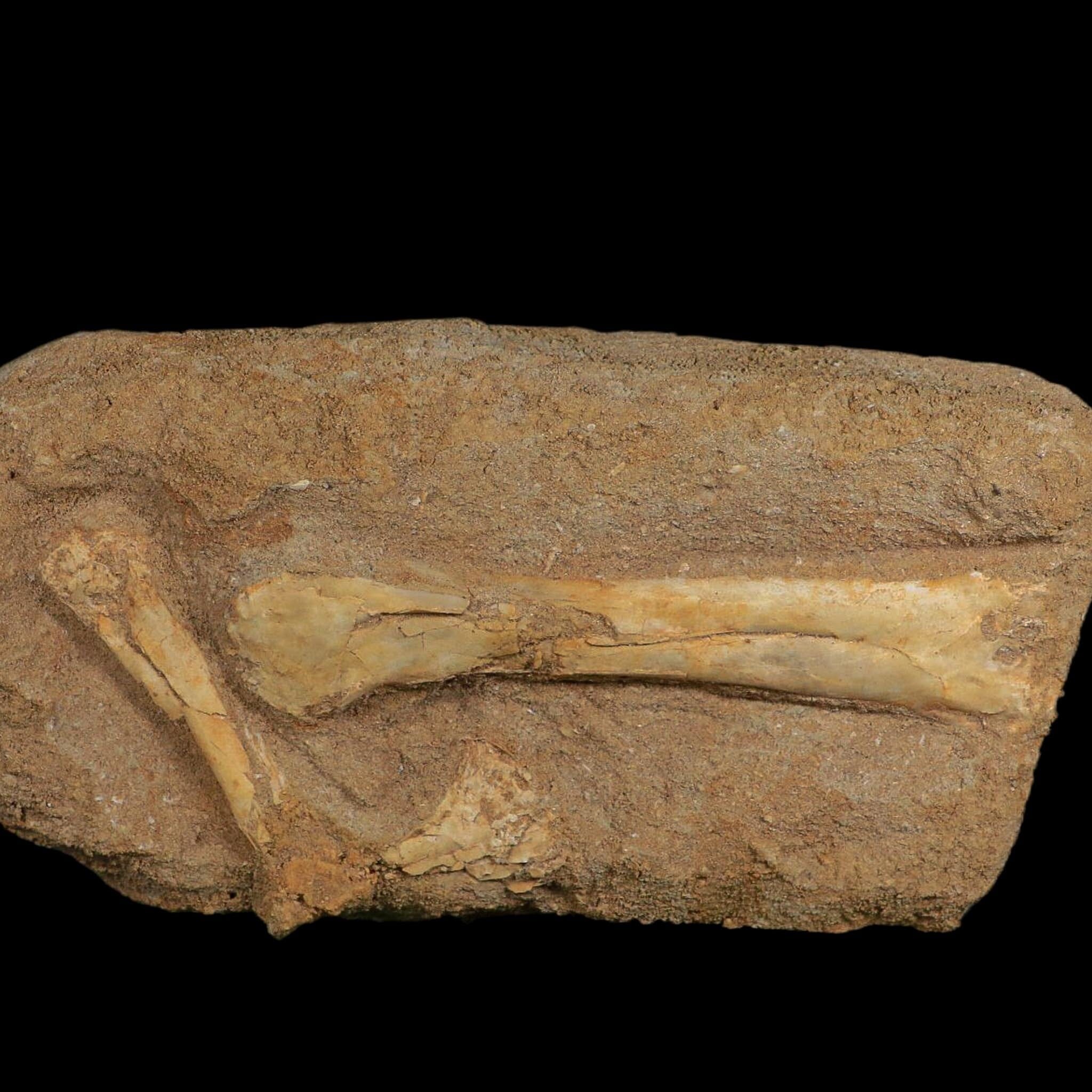 Pterosaur Tethydraco Regalis Fossil Bones Upper Cretaceous Morocco Stand COA