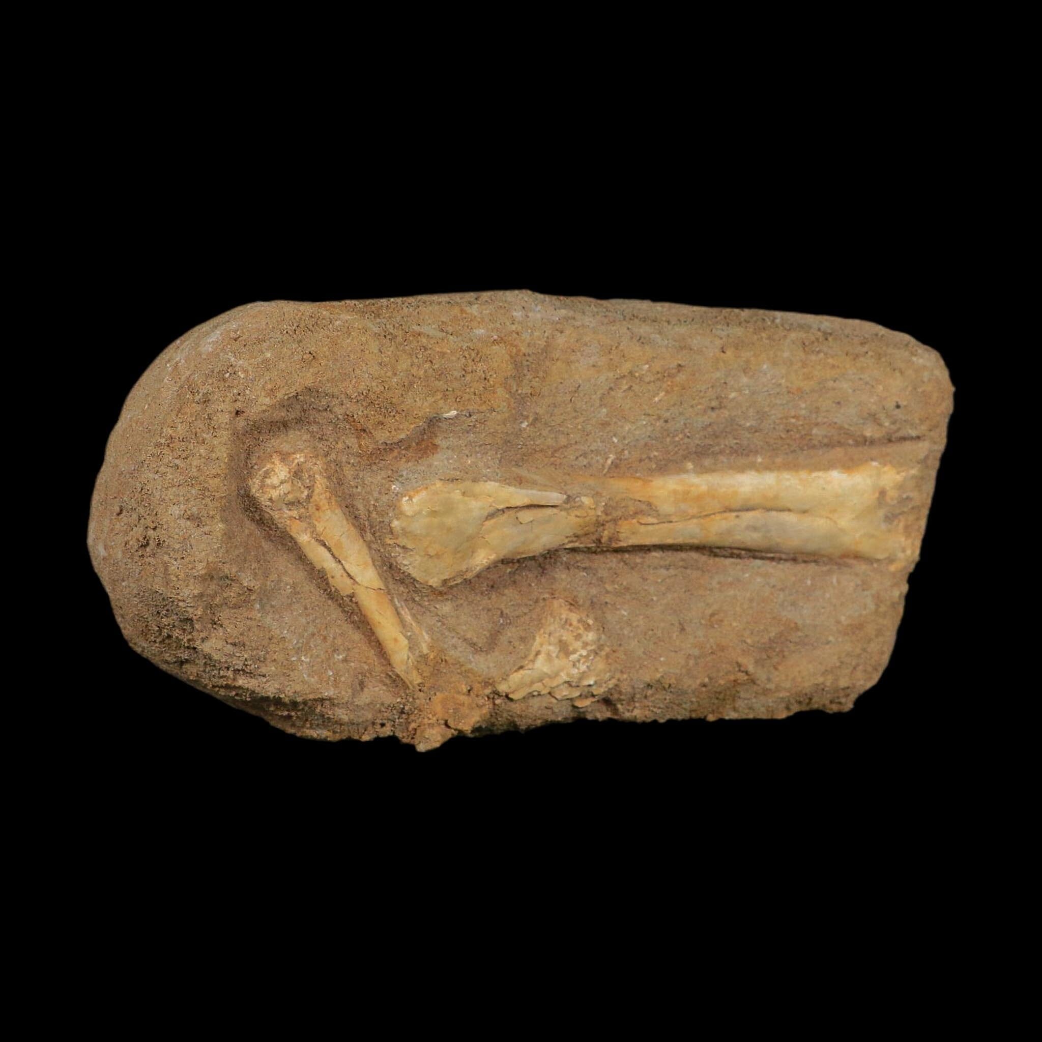 Pterosaur Tethydraco Regalis Fossil Bones Upper Cretaceous Morocco Stand COA