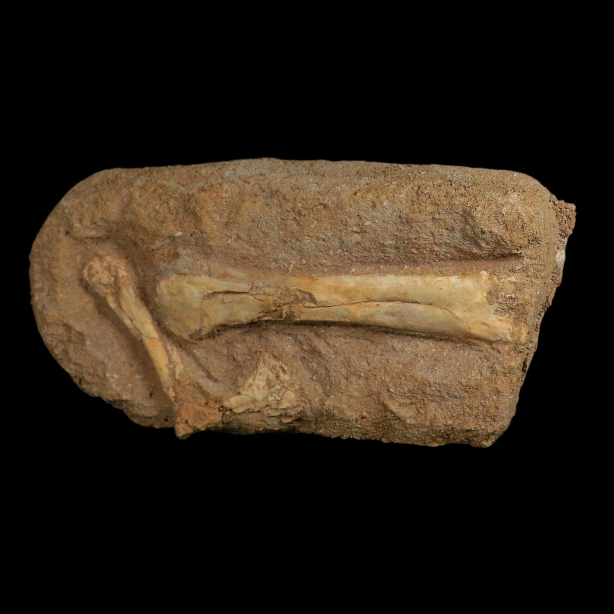 Pterosaur Tethydraco Regalis Fossil Bones Upper Cretaceous Morocco Stand COA
