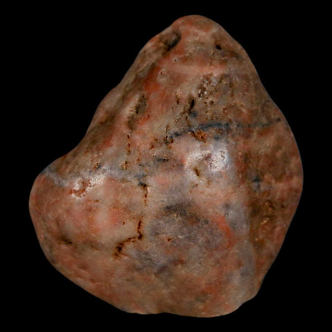 1.7" Sauropod Dinosaur Stomach Stone Gastrolith Rock Gizzard Stone COA - Fossil Age Minerals