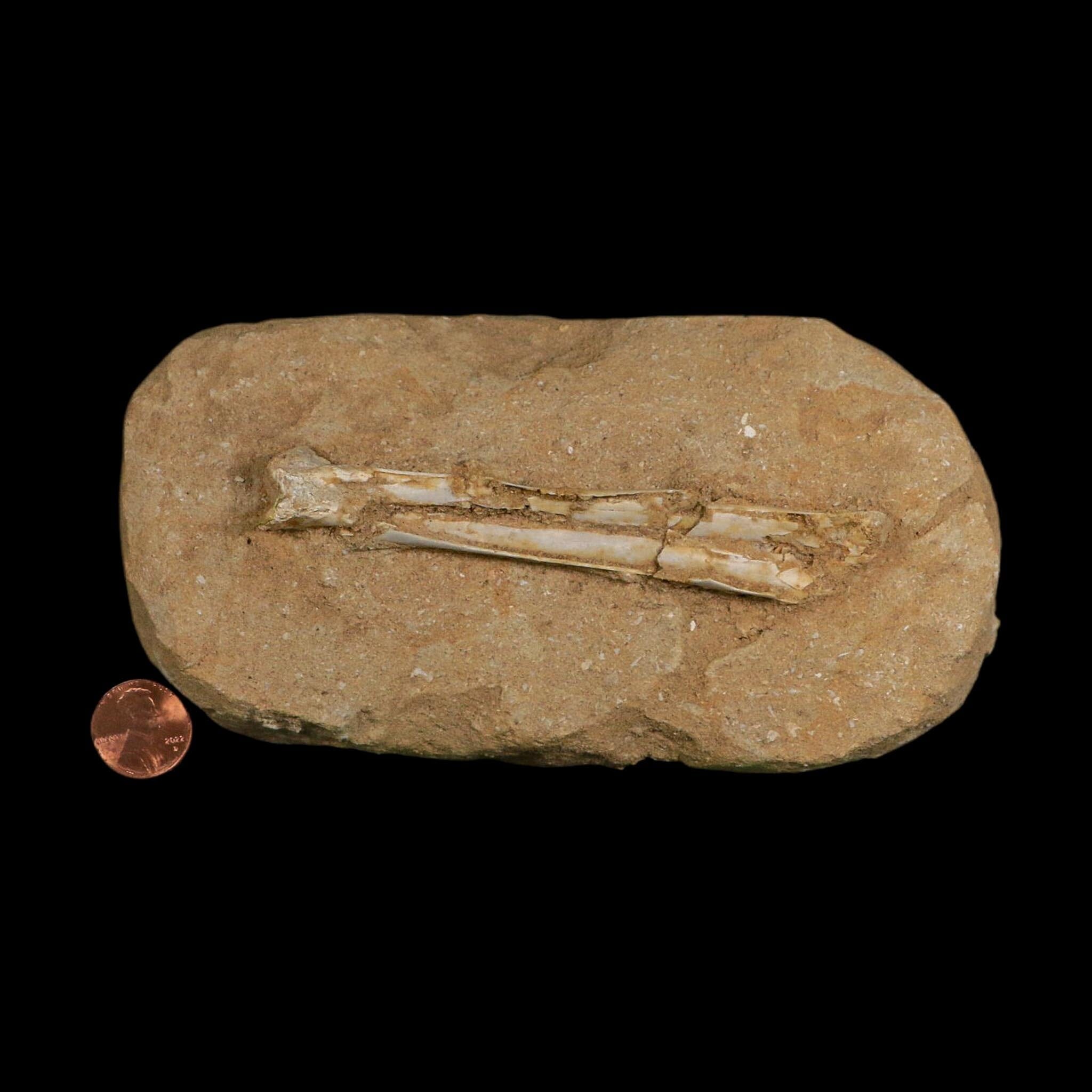 4.5" Pterosaur Tethydraco Regalis Fossil Bones Upper Cretaceous Morocco Stand COA