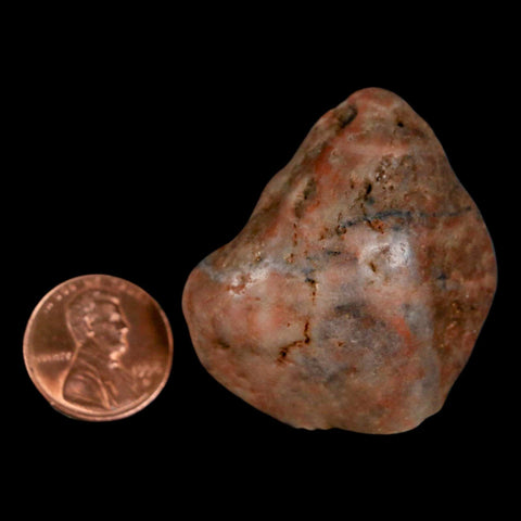 1.7" Sauropod Dinosaur Stomach Stone Gastrolith Rock Gizzard Stone COA - Fossil Age Minerals