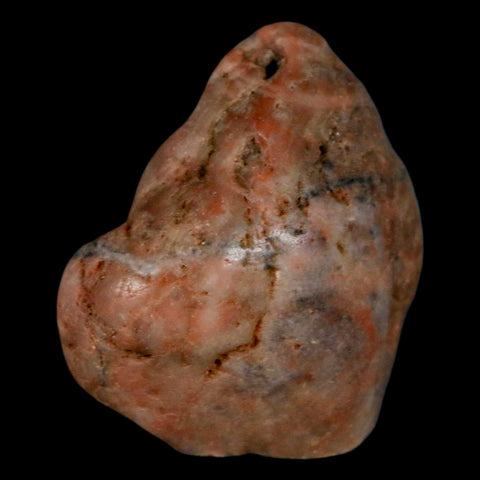 1.7" Sauropod Dinosaur Stomach Stone Gastrolith Rock Gizzard Stone COA - Fossil Age Minerals