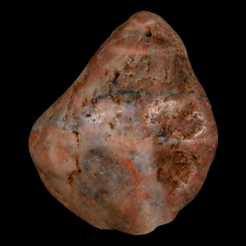 1.7" Sauropod Dinosaur Stomach Stone Gastrolith Rock Gizzard Stone COA - Fossil Age Minerals