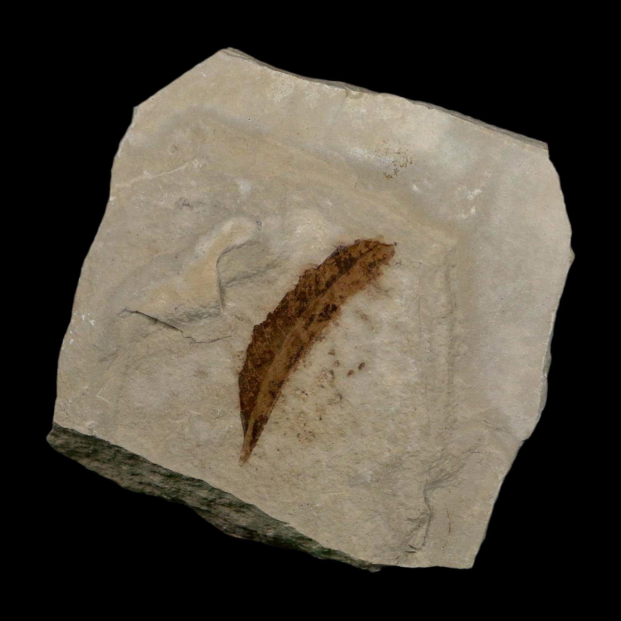 1.3" Detailed Rhus Nigricans Sumac Fossil Plant Leaf Eocene Age Green River UT - Fossil Age Minerals