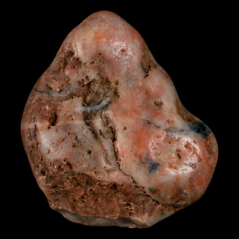 1.7" Sauropod Dinosaur Stomach Stone Gastrolith Rock Gizzard Stone COA - Fossil Age Minerals