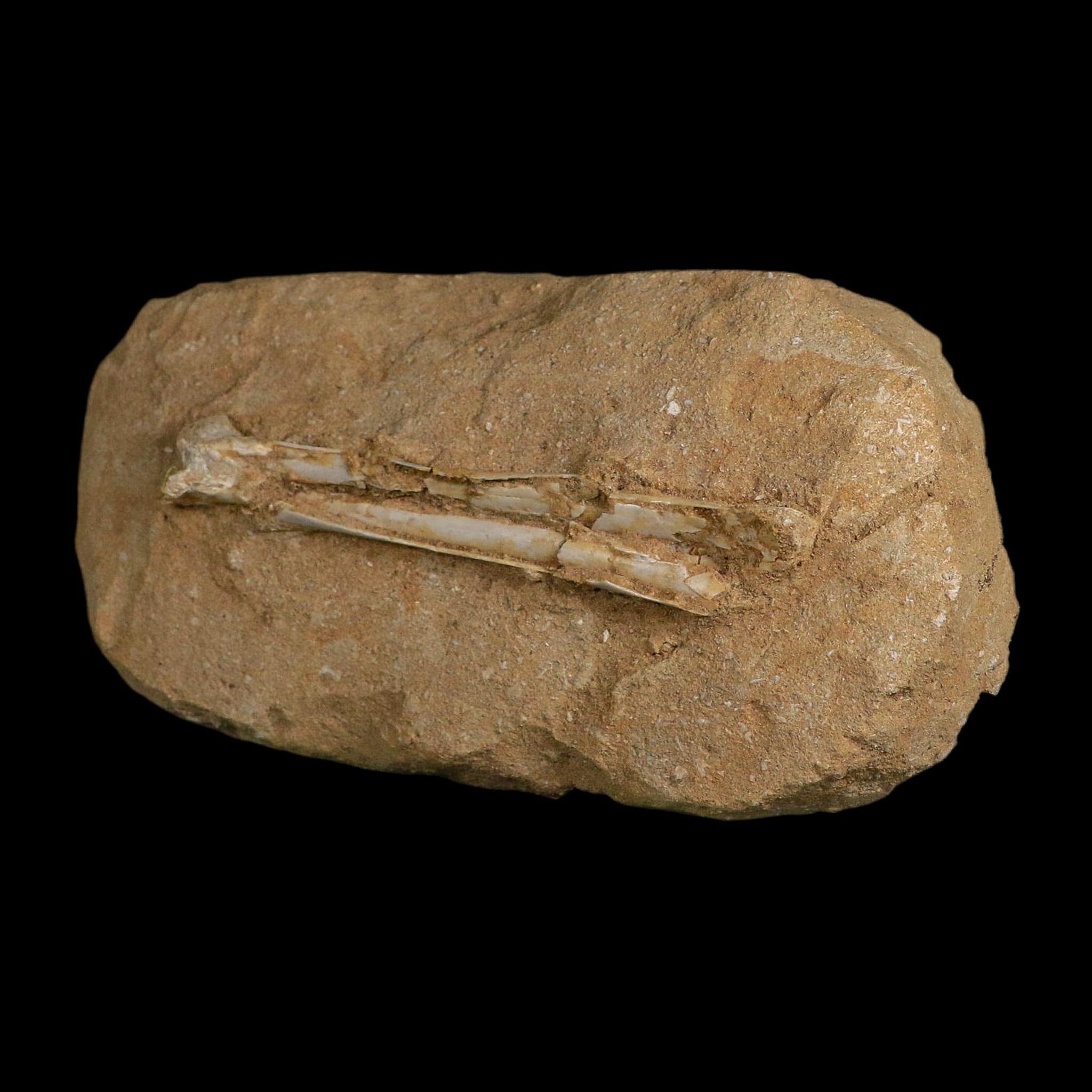 4.5" Pterosaur Tethydraco Regalis Fossil Bones Upper Cretaceous Morocco Stand COA