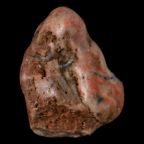 1.7" Sauropod Dinosaur Stomach Stone Gastrolith Rock Gizzard Stone COA - Fossil Age Minerals