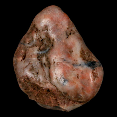 1.7" Sauropod Dinosaur Stomach Stone Gastrolith Rock Gizzard Stone COA - Fossil Age Minerals