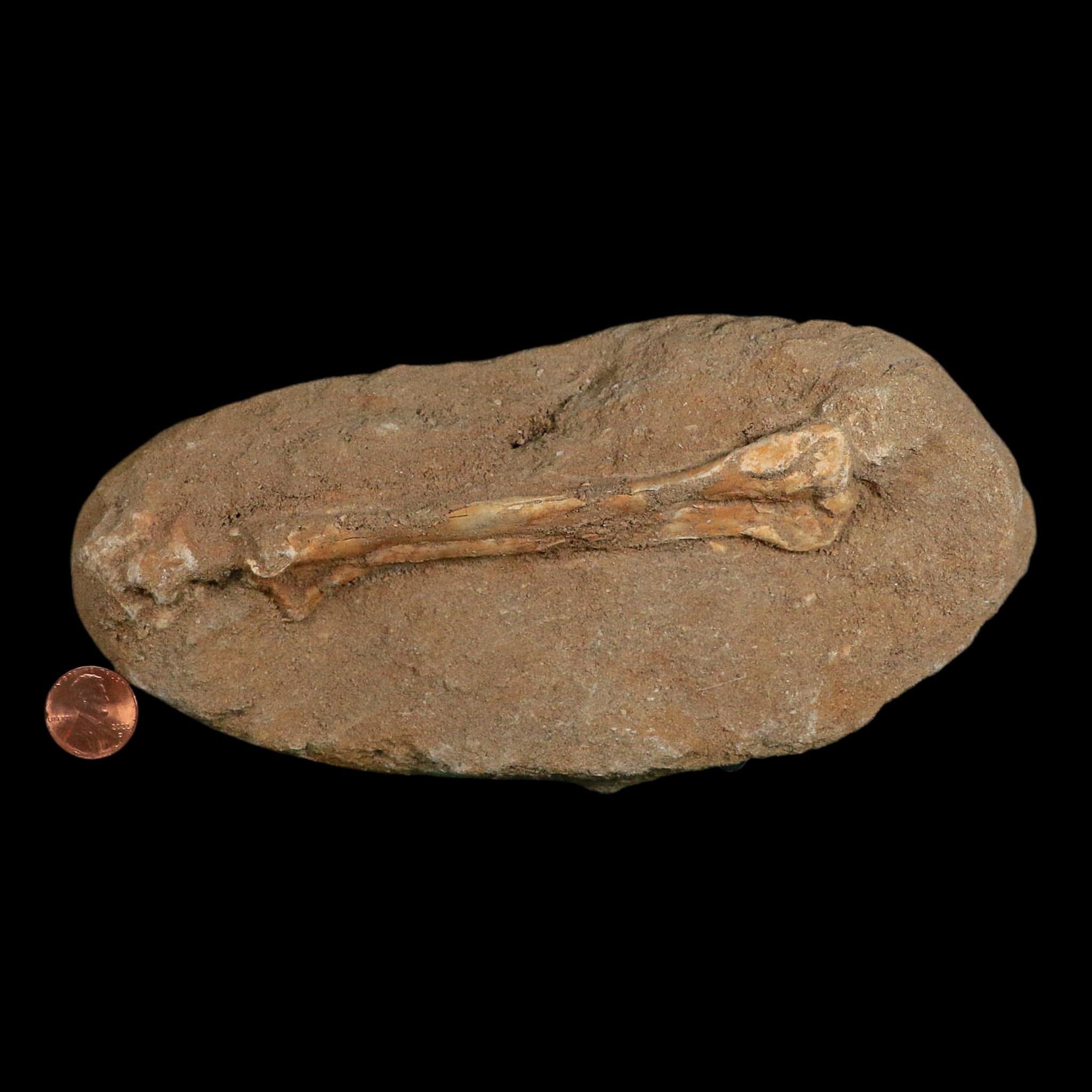 4.6" Pterosaur Tethydraco Regalis Fossil Bones Upper Cretaceous Morocco Stand COA