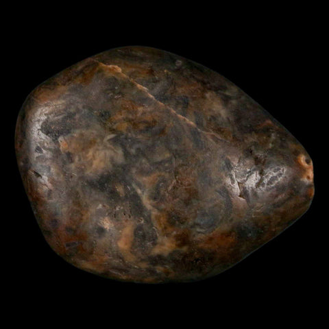 1.9" Sauropod Dinosaur Stomach Stone Gastrolith Rock Gizzard Stone COA - Fossil Age Minerals