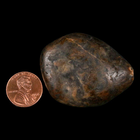 1.9" Sauropod Dinosaur Stomach Stone Gastrolith Rock Gizzard Stone COA - Fossil Age Minerals