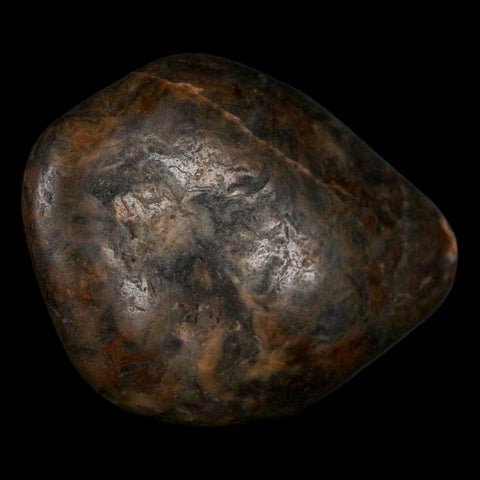 1.9" Sauropod Dinosaur Stomach Stone Gastrolith Rock Gizzard Stone COA - Fossil Age Minerals