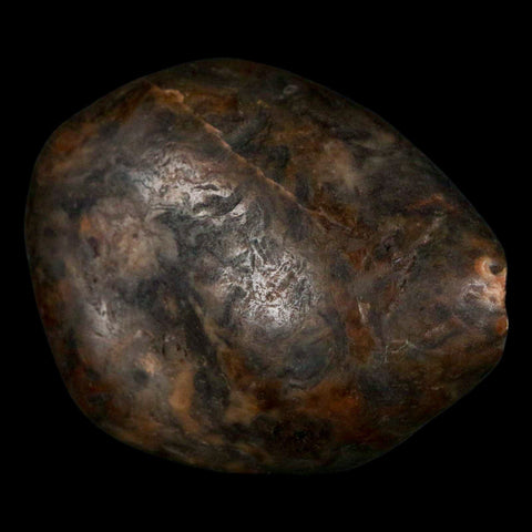 1.9" Sauropod Dinosaur Stomach Stone Gastrolith Rock Gizzard Stone COA - Fossil Age Minerals