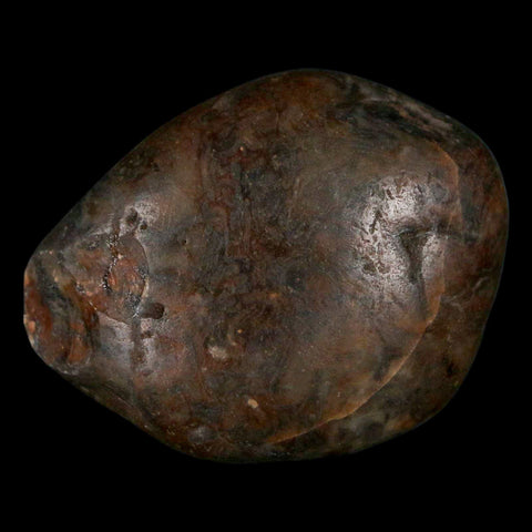 1.9" Sauropod Dinosaur Stomach Stone Gastrolith Rock Gizzard Stone COA - Fossil Age Minerals