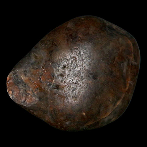 1.9" Sauropod Dinosaur Stomach Stone Gastrolith Rock Gizzard Stone COA - Fossil Age Minerals