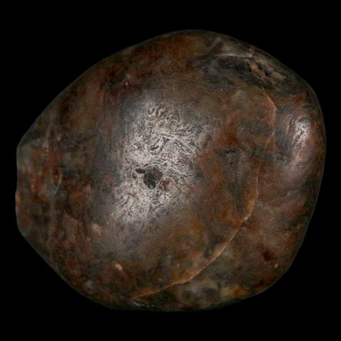 1.9" Sauropod Dinosaur Stomach Stone Gastrolith Rock Gizzard Stone COA - Fossil Age Minerals