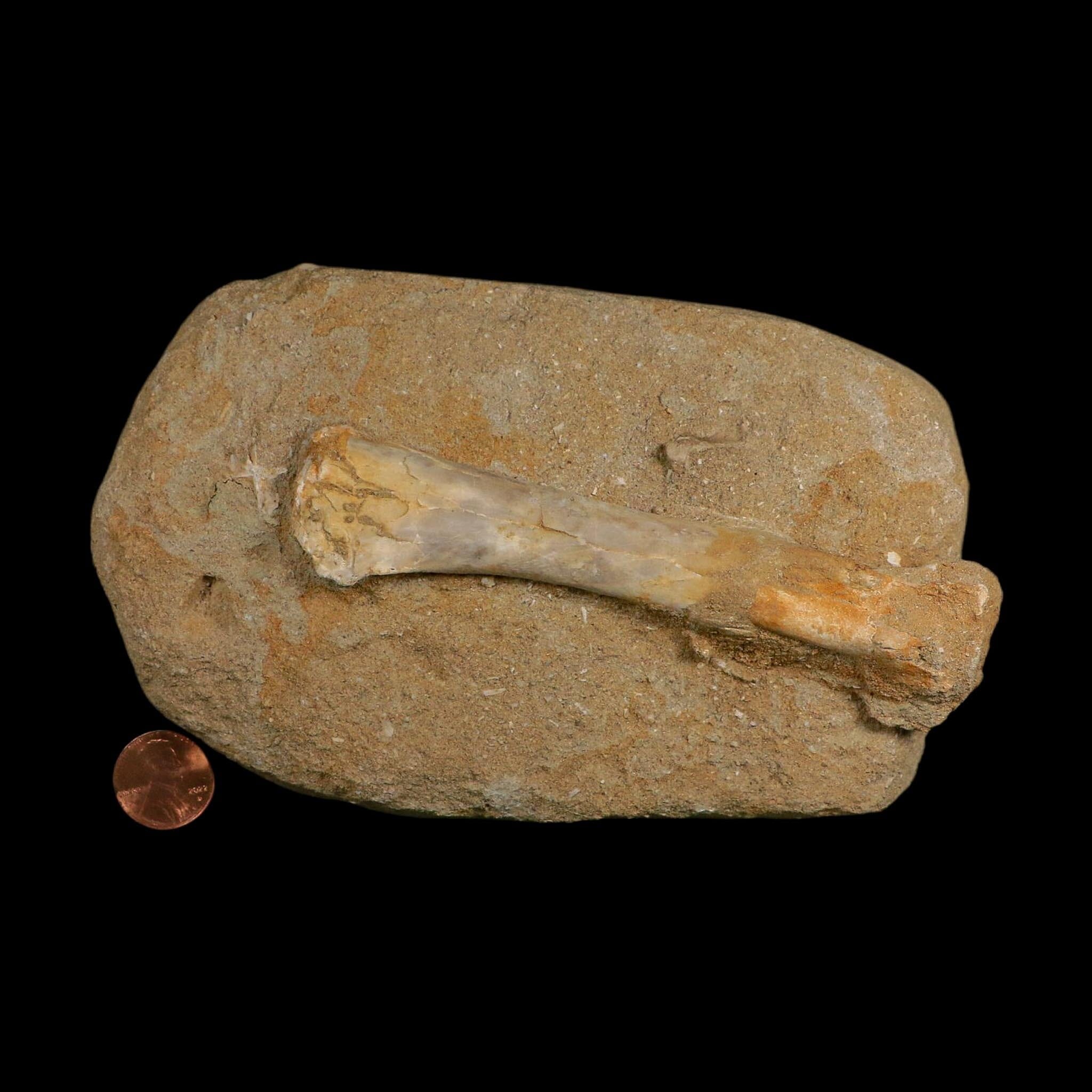 4.6" Pterosaur Tethydraco Regalis Fossil Bones Upper Cretaceous Morocco Stand COA