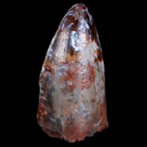 XL 1" Phytosaur Fossil Tooth Triassic Age Archosaur Redonda FM NM COA Display - Fossil Age Minerals