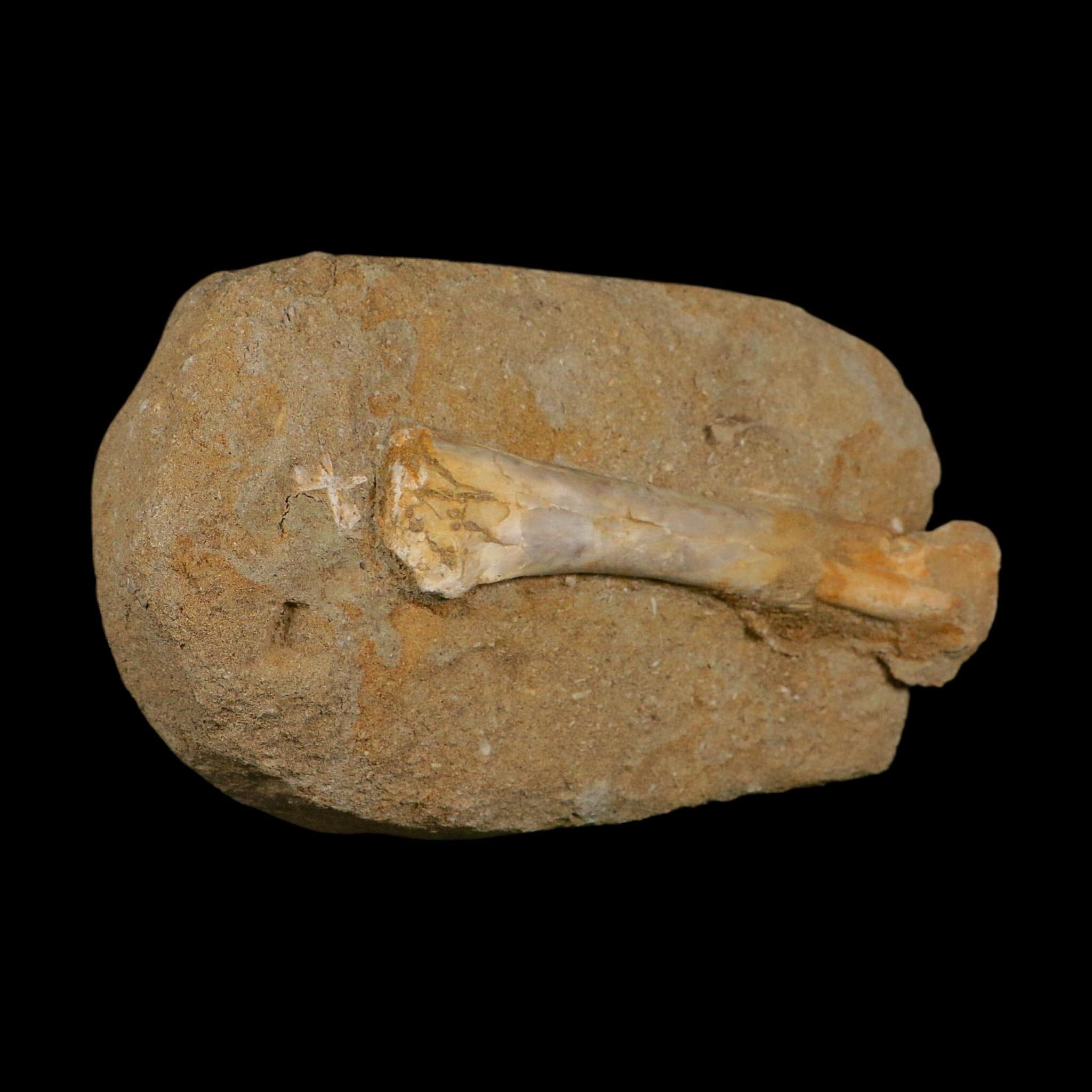 4.6" Pterosaur Tethydraco Regalis Fossil Bones Upper Cretaceous Morocco Stand COA