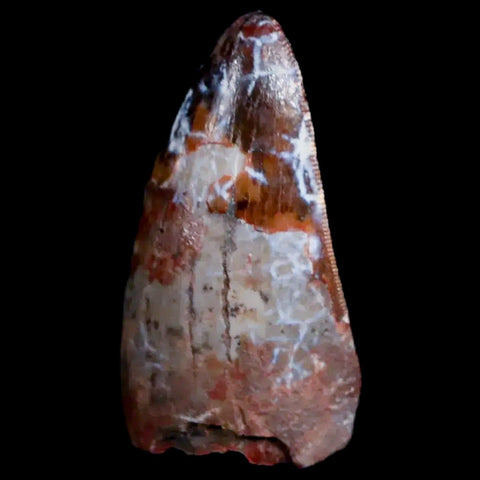 XL 1" Phytosaur Fossil Tooth Triassic Age Archosaur Redonda FM NM COA Display - Fossil Age Minerals