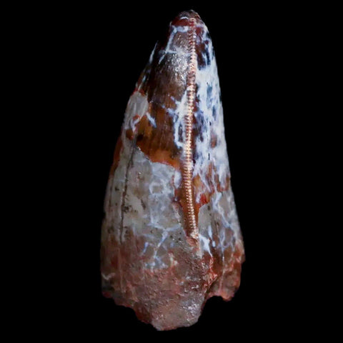 XL 1" Phytosaur Fossil Tooth Triassic Age Archosaur Redonda FM NM COA Display - Fossil Age Minerals