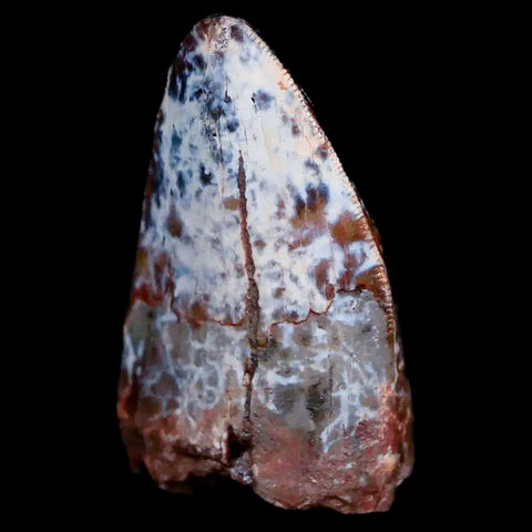 XL 1" Phytosaur Fossil Tooth Triassic Age Archosaur Redonda FM NM COA Display - Fossil Age Minerals