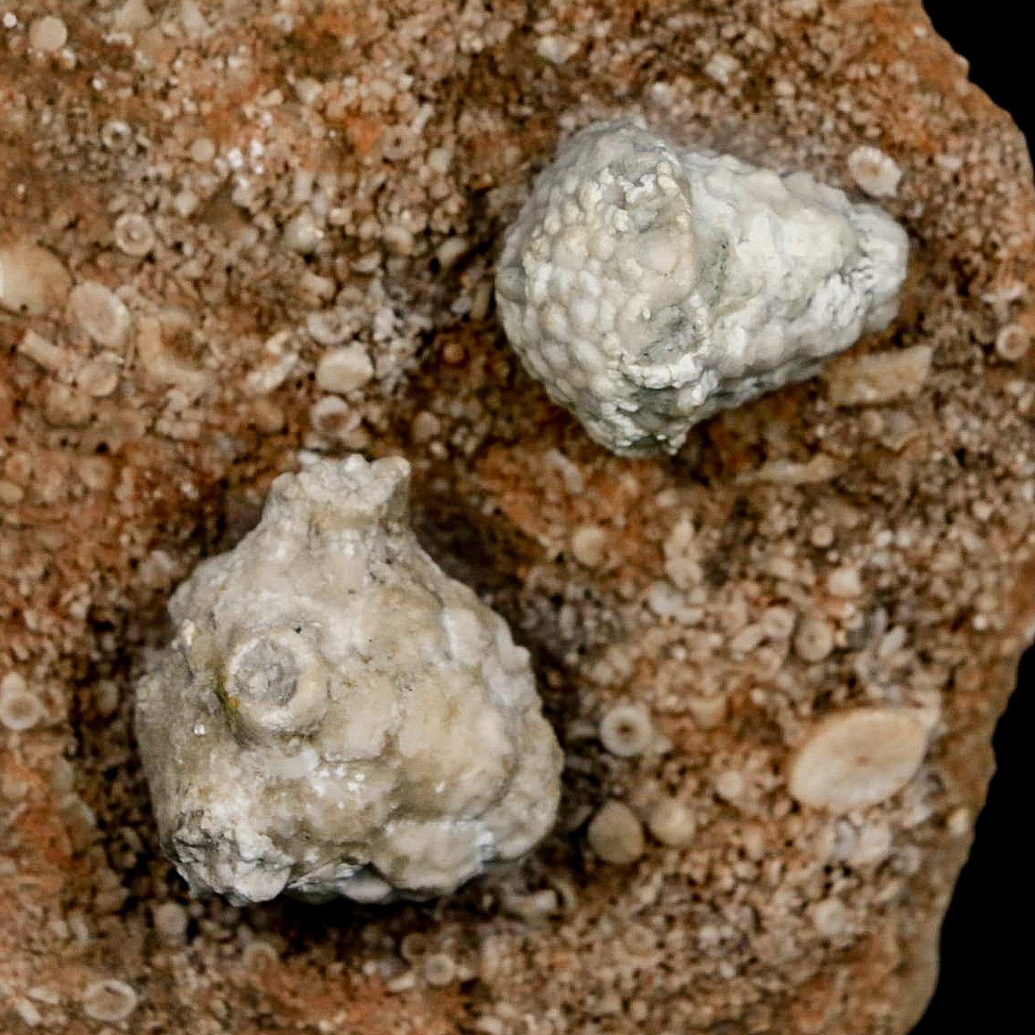 3.1" Actinocrinites Multiradiatus Crinoid Fossil Mississippian Age Burlington, Iowa - Fossil Age Minerals