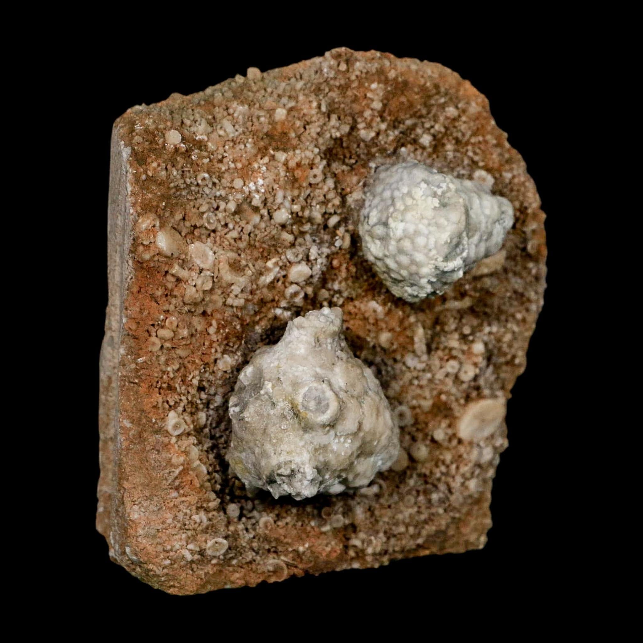 3.1" Actinocrinites Multiradiatus Crinoid Fossil Mississippian Age Burlington, Iowa - Fossil Age Minerals