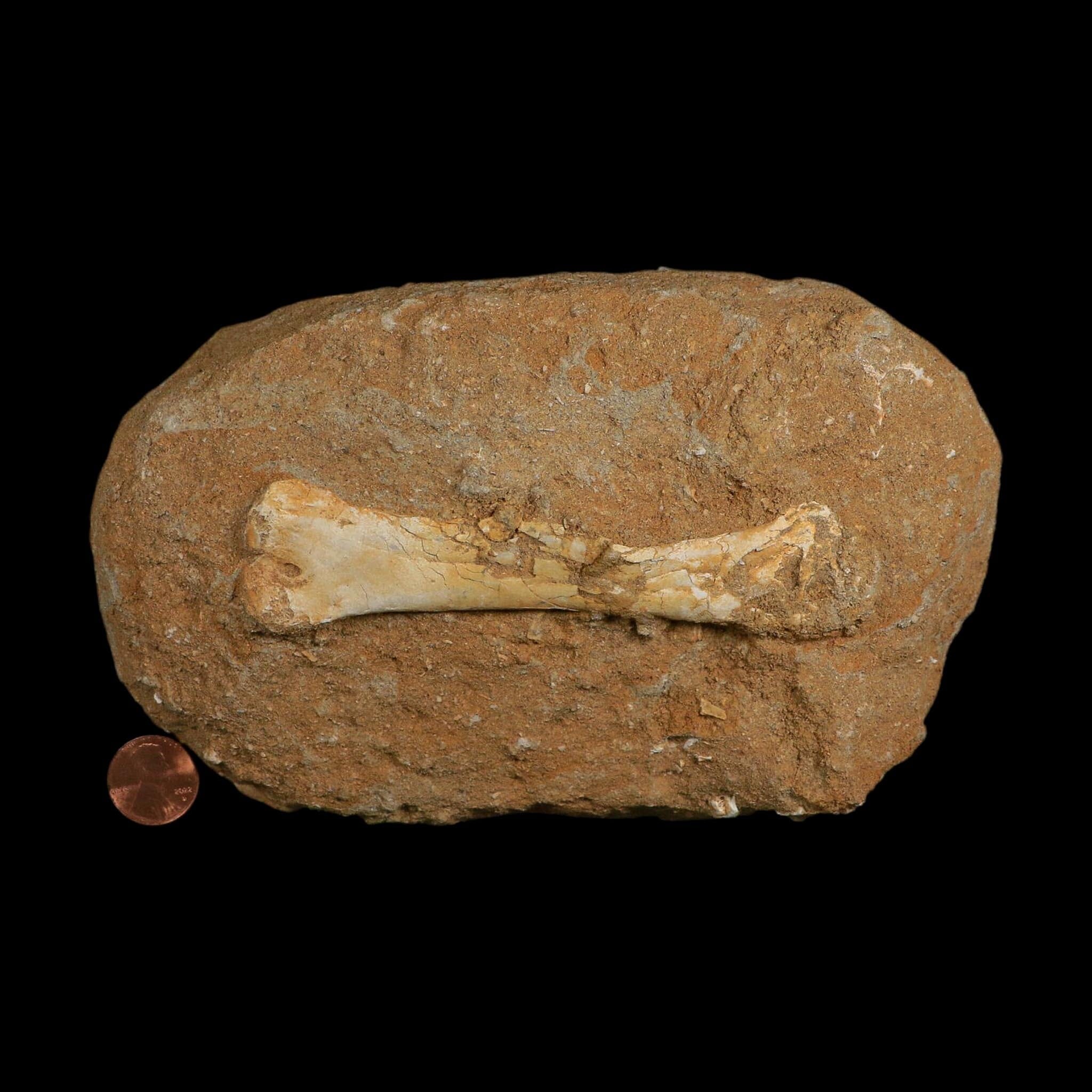4.8" Pterosaur Tethydraco Regalis Fossil Bones Upper Cretaceous Morocco Stand COA