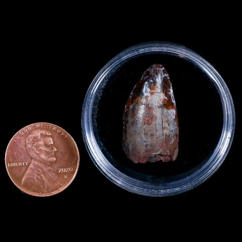 XL 1" Phytosaur Fossil Tooth Triassic Age Archosaur Redonda FM NM COA Display - Fossil Age Minerals
