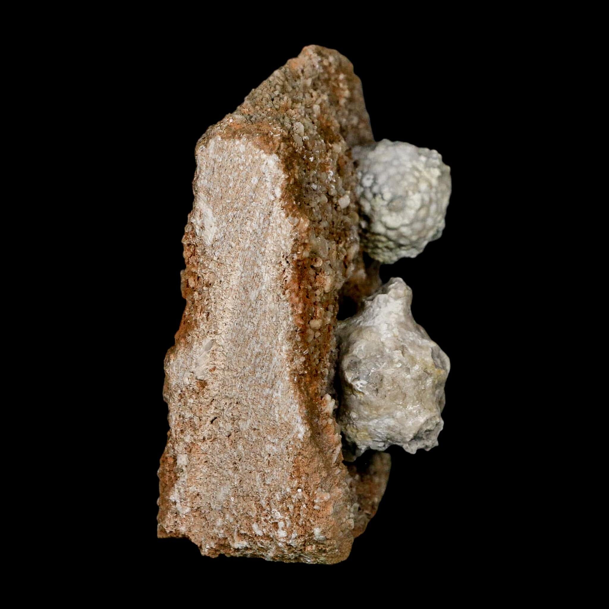 3.1" Actinocrinites Multiradiatus Crinoid Fossil Mississippian Age Burlington, Iowa - Fossil Age Minerals